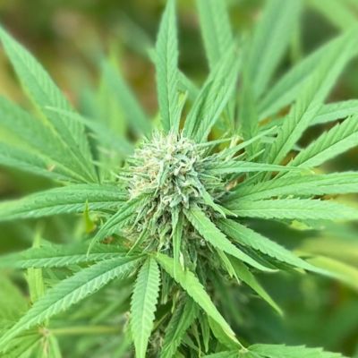 Hemp bud in light green